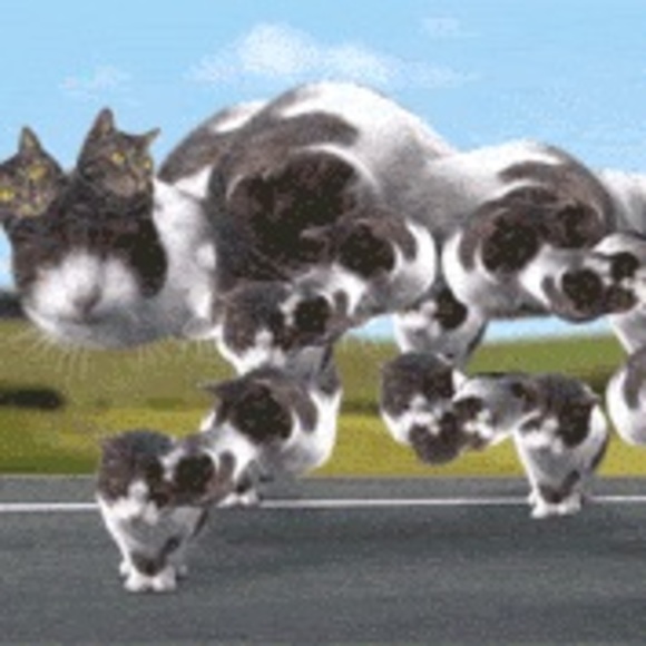 Meet your Posher, Connor - Picture 1 of 1